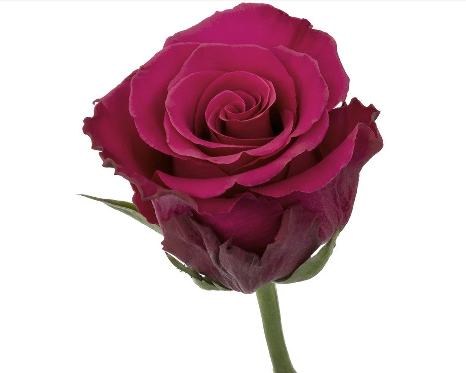 Rose Jacaranda